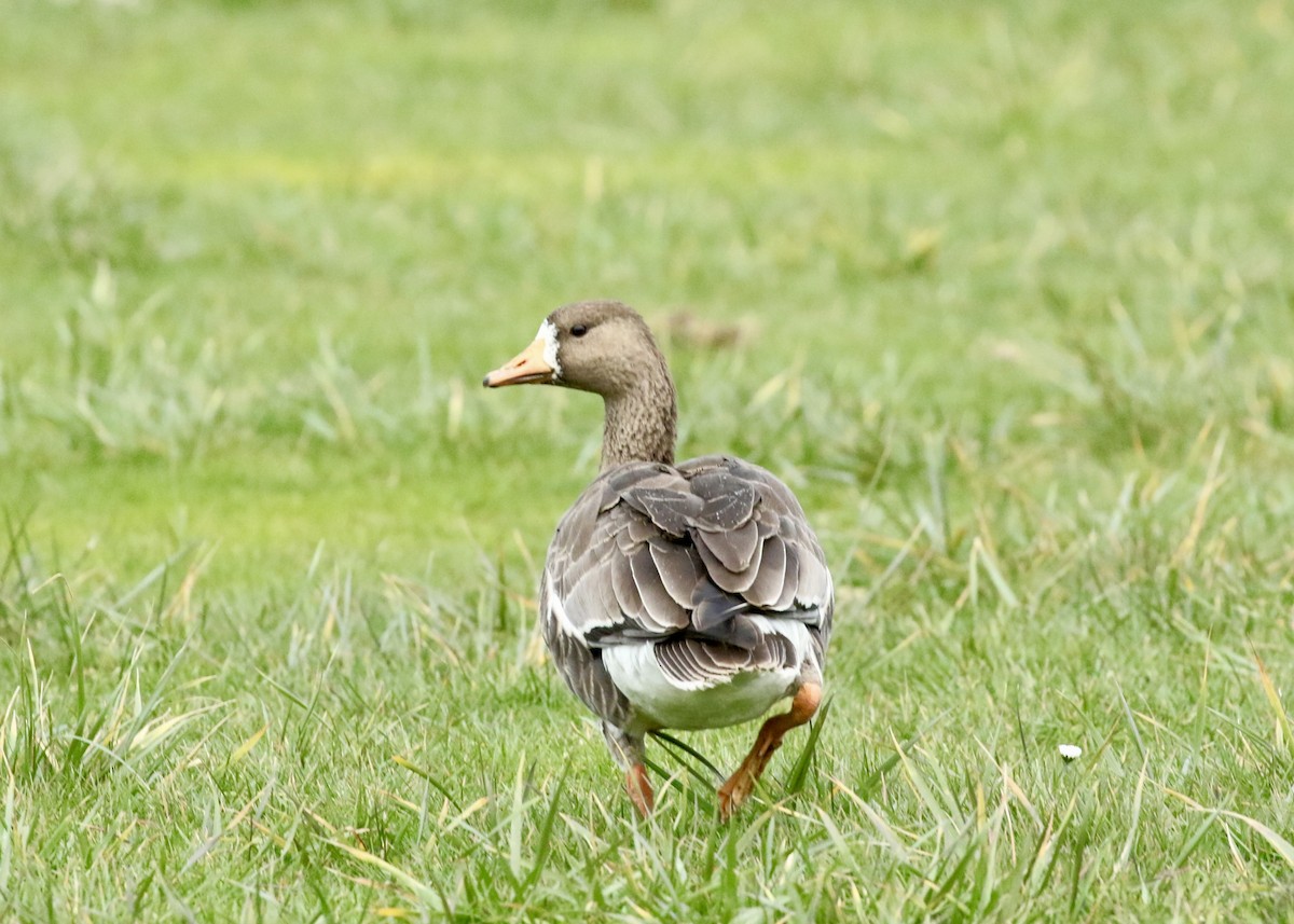 Oie rieuse - ML650741074