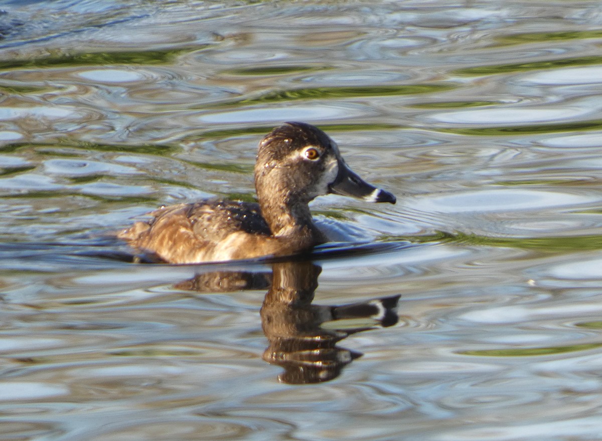 Ring-necked Duck - ML650741295