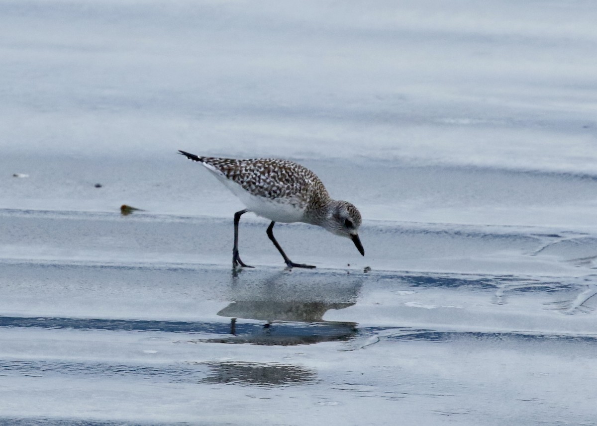 Pluvier argenté - ML650741328