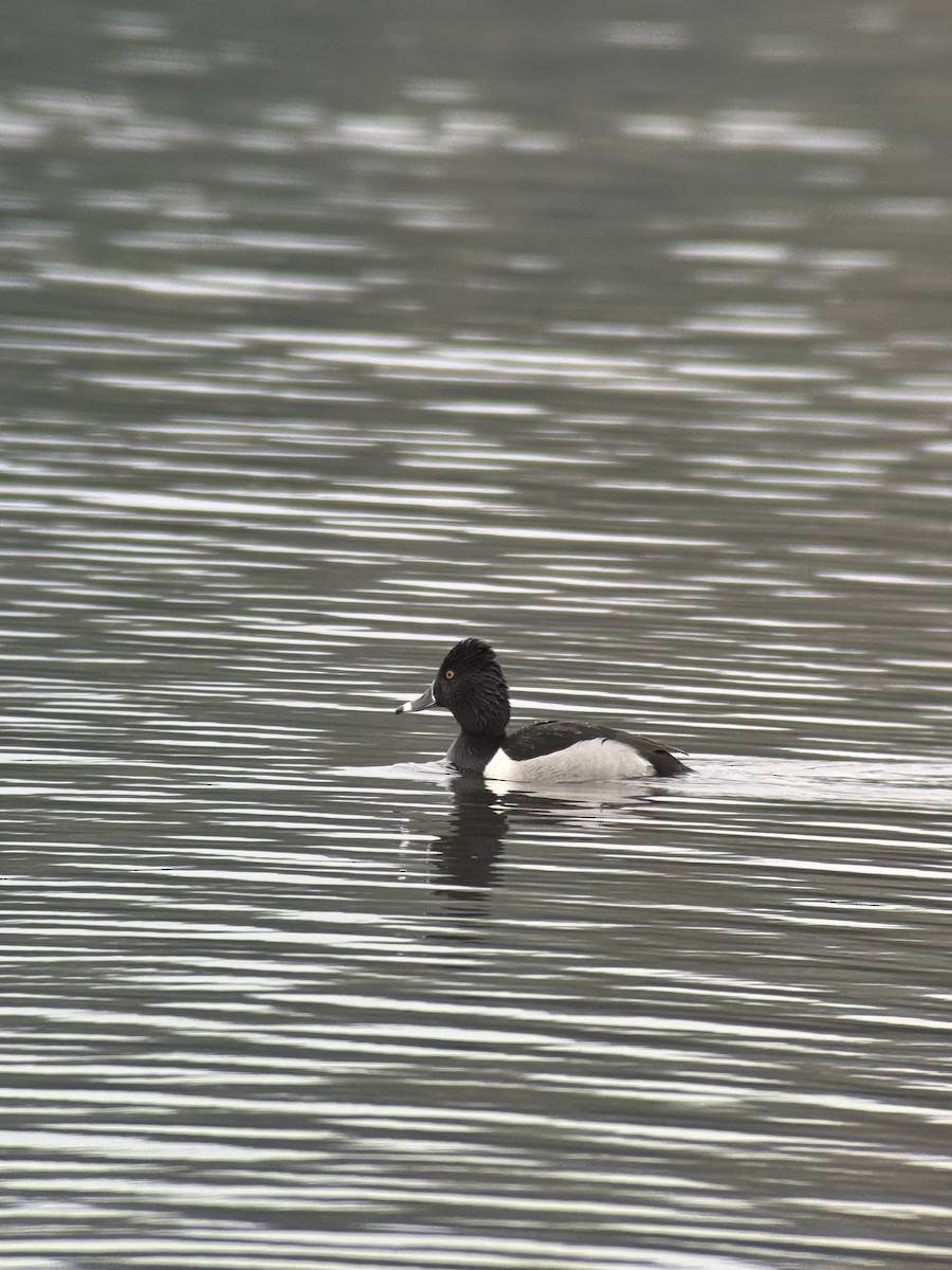 Ring-necked Duck - ML650741570
