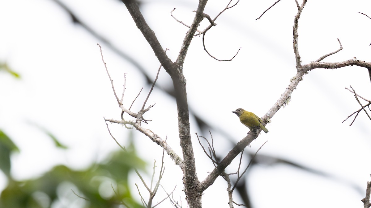 Green Barbet (Howell's) - ML650741818