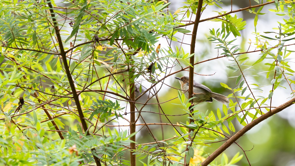 Chapin's Apalis - ML650741820