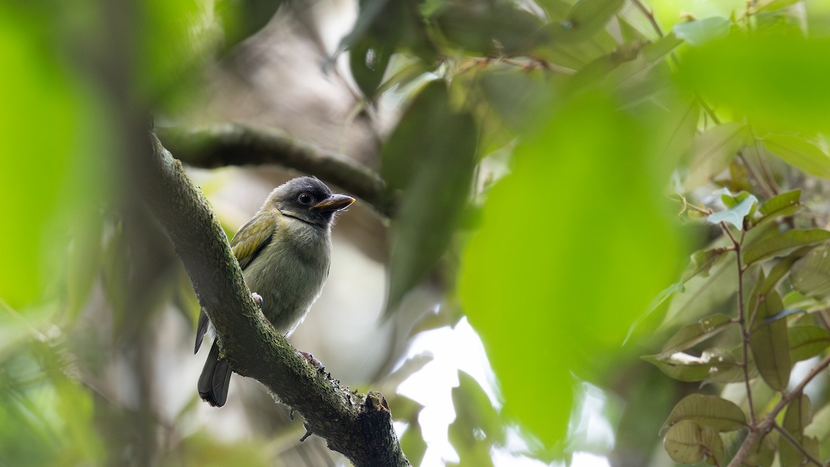 Green Barbet (Howell's) - ML650741821