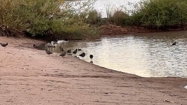 Пісочник чорнолобий - ML650742157