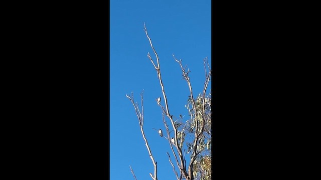 Ланграйн білогрудий - ML650742165