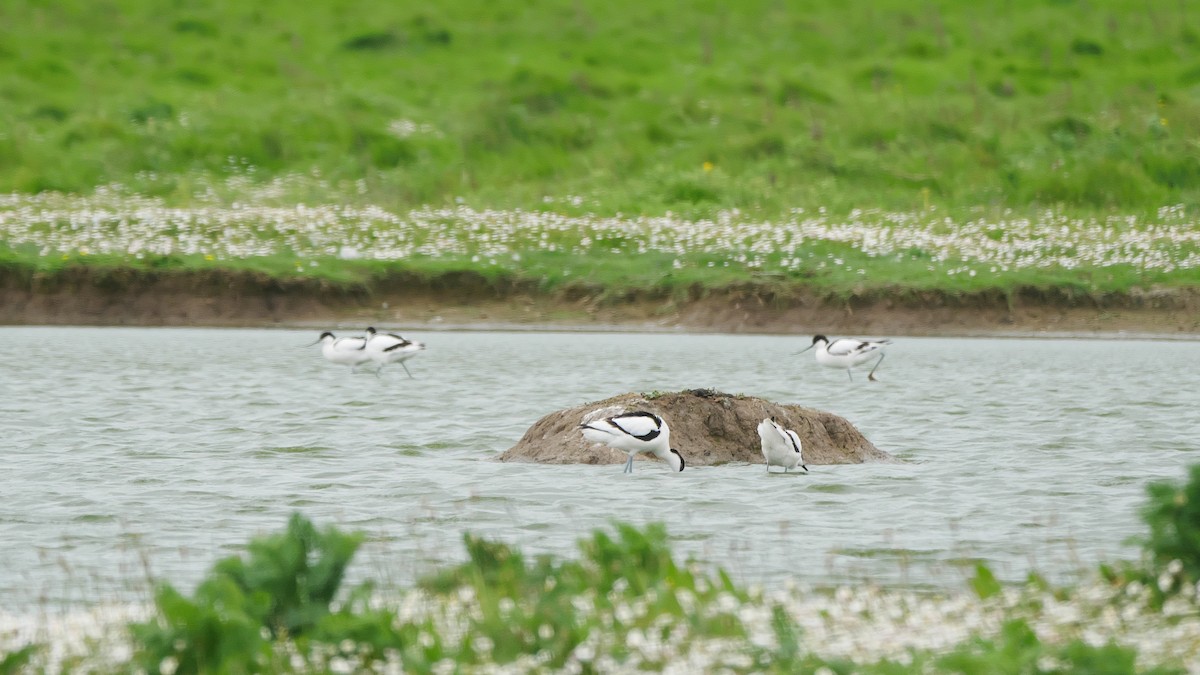 Pied Avocet - ML650742166