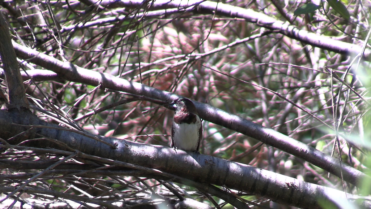 Bronze Mannikin - ML650742425
