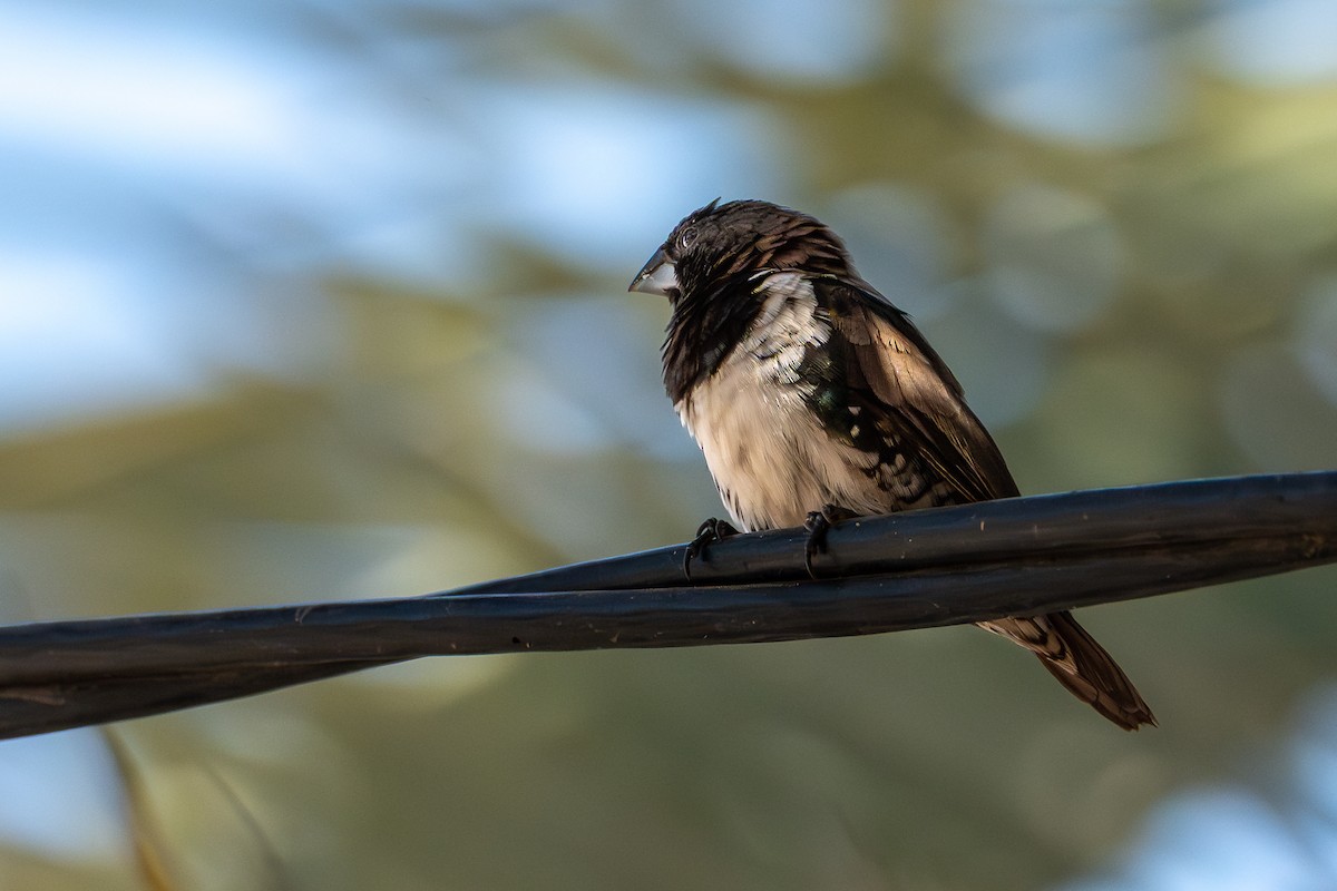Bronze Mannikin - ML650742946
