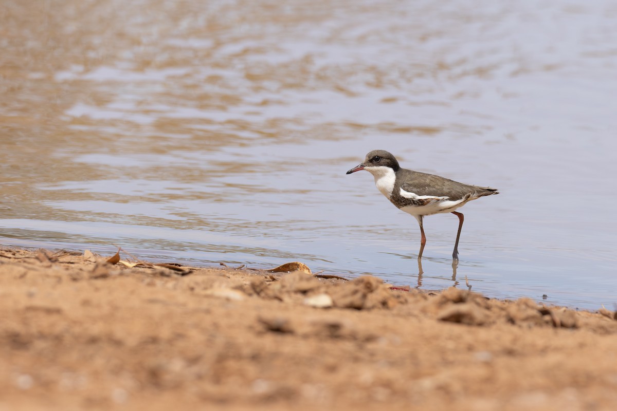 Red-kneed Dotterel - ML650743155