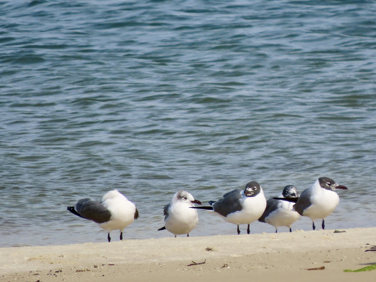 Laughing Gull - ML650743685