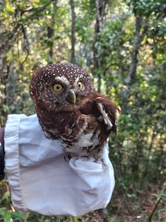 Albertine Owlet - Glaucidium albertinum - Birds of the World