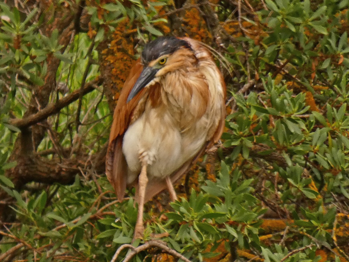 Квак каледонський - ML650743825