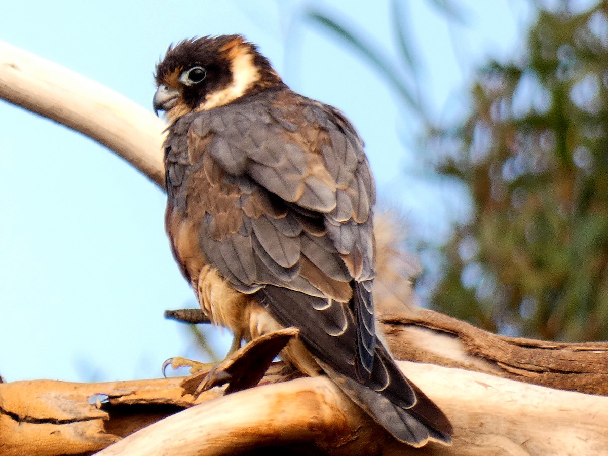Підсоколик австралійський - ML650743828
