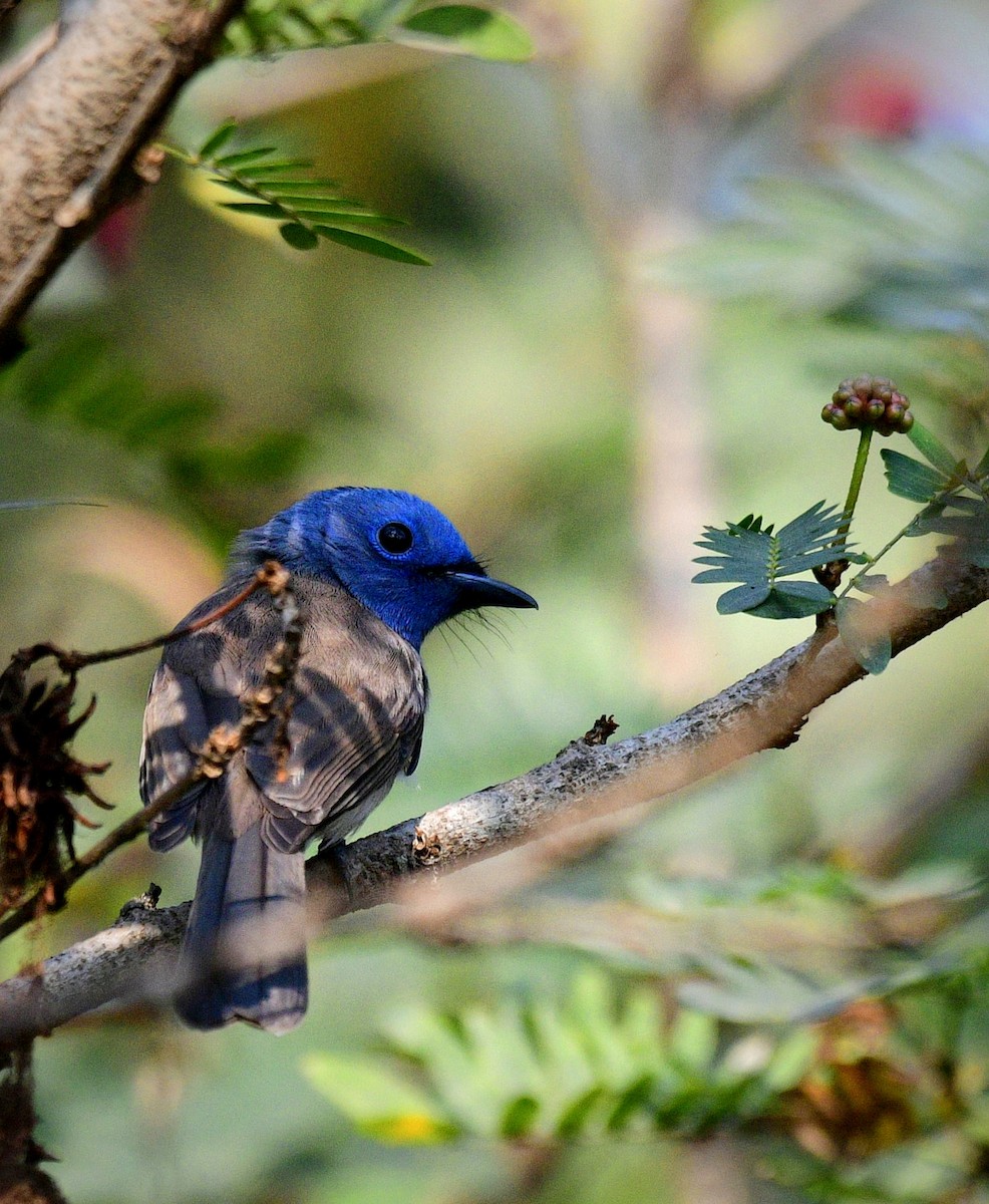 Black-naped Monarch - ML650744027