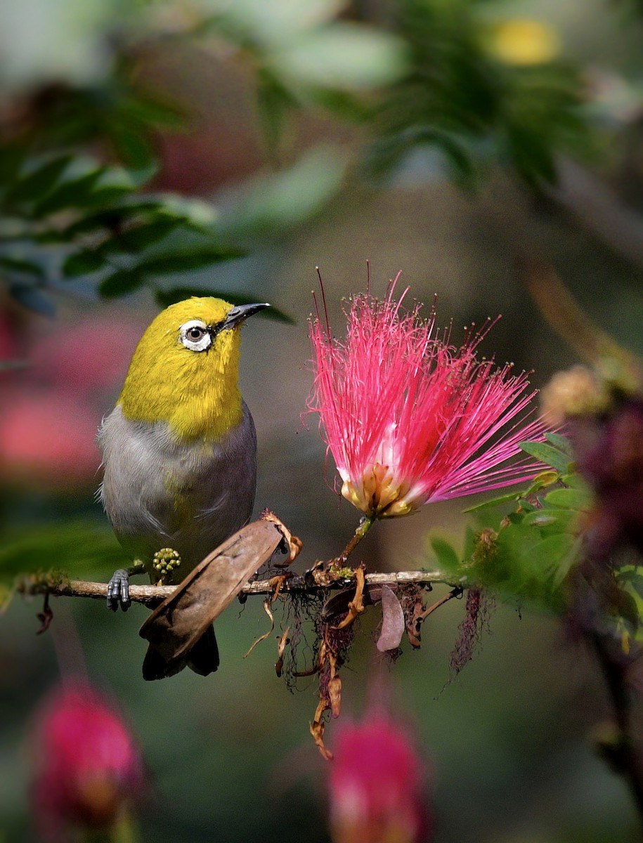 Begizuri indiarra - ML650744031