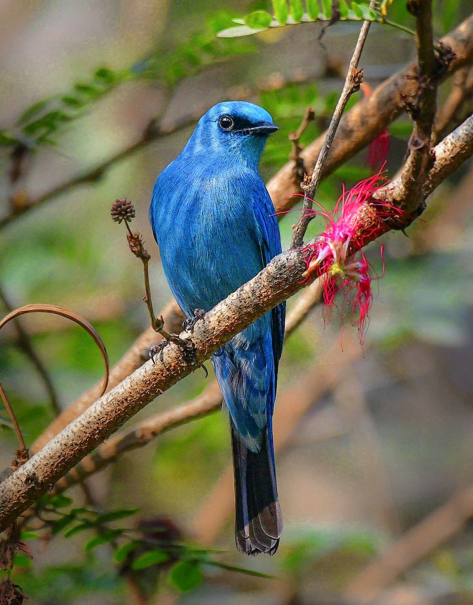 Verditer Flycatcher - ML650744034