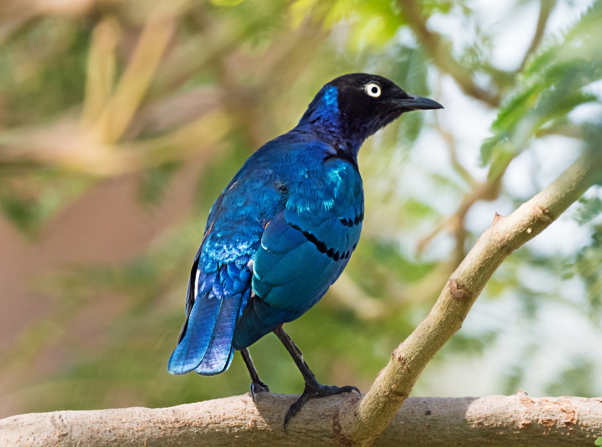 Superb Starling - ML650744296