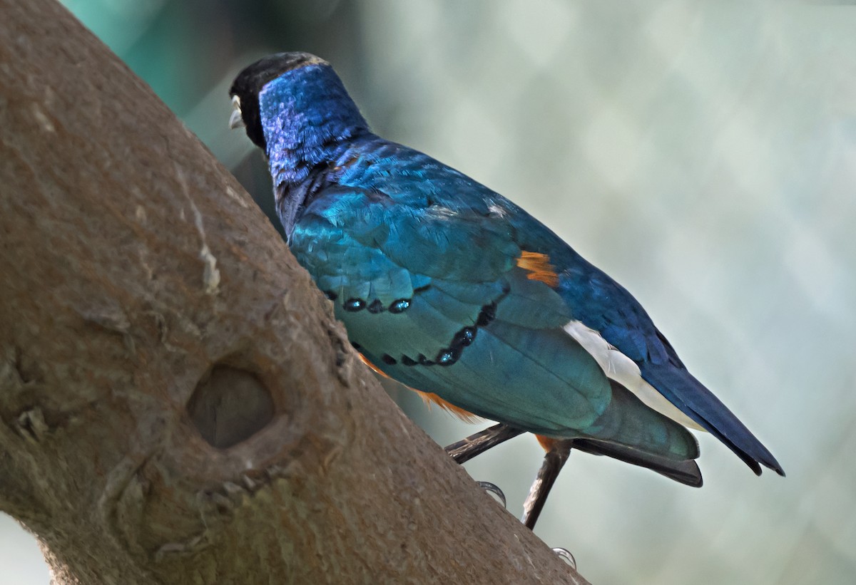 Superb Starling - ML650744322