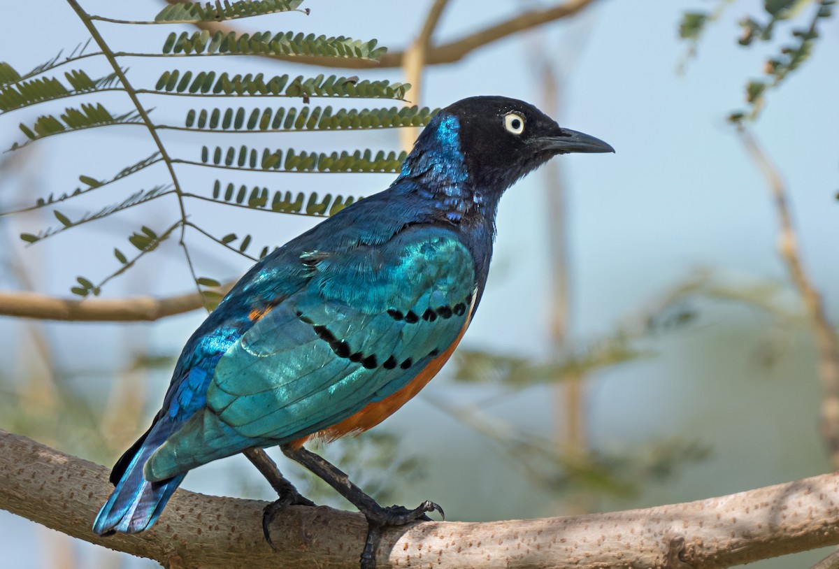 Superb Starling - ML650744323
