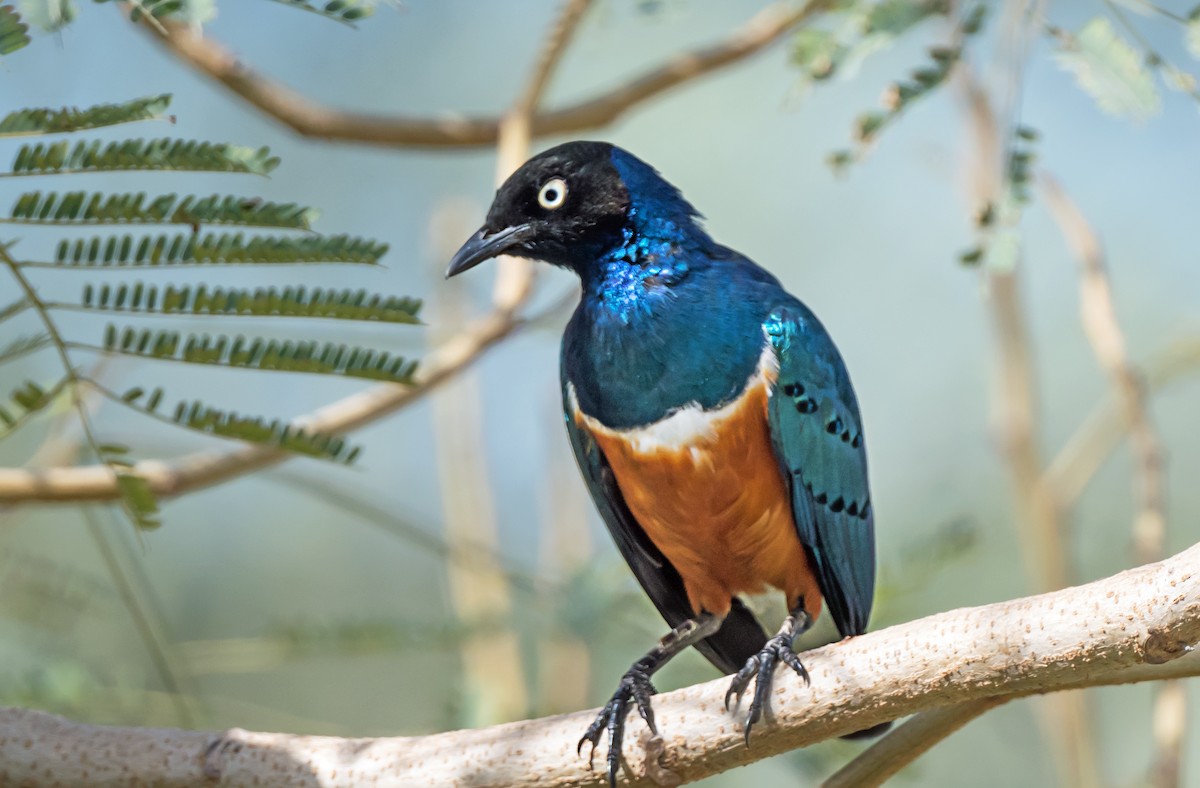 Superb Starling - ML650744324
