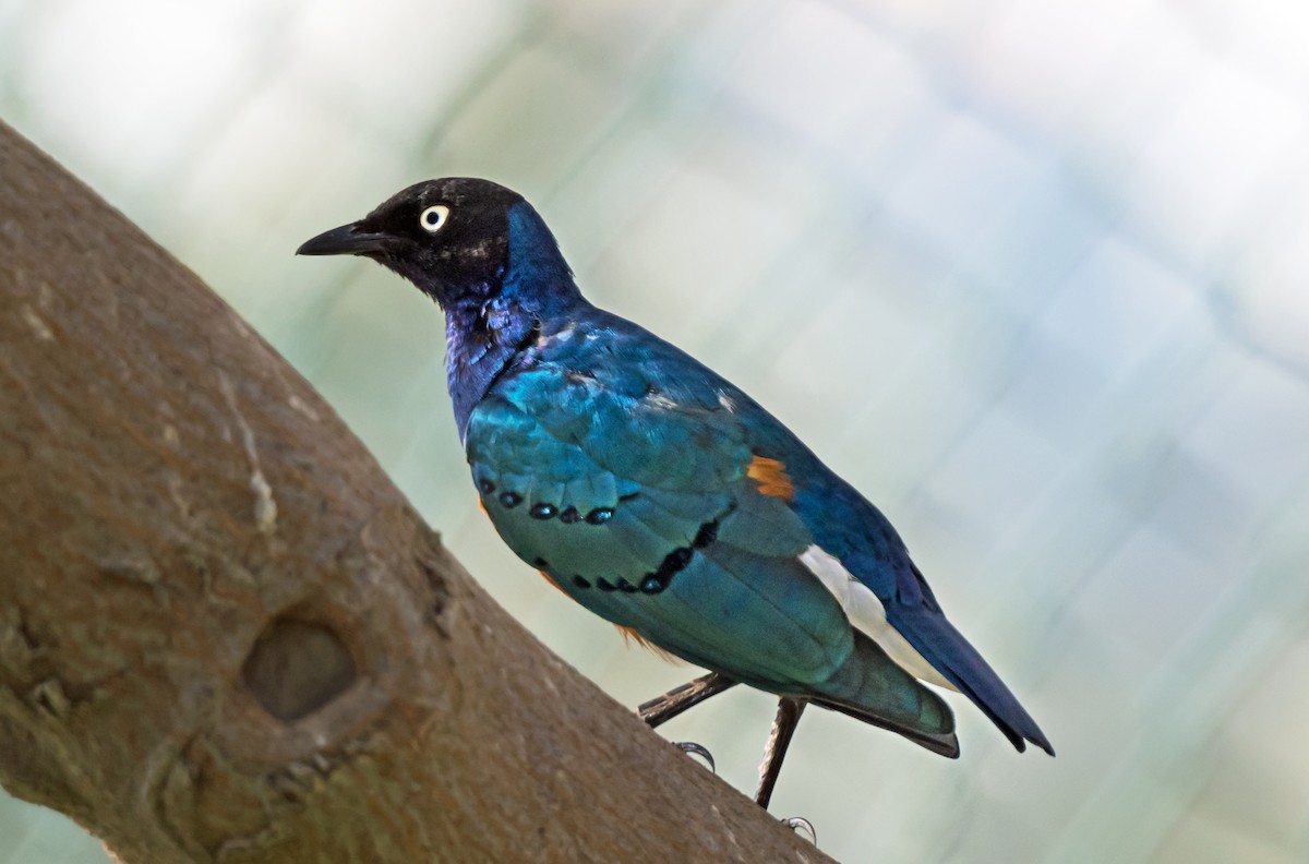Superb Starling - ML650744326