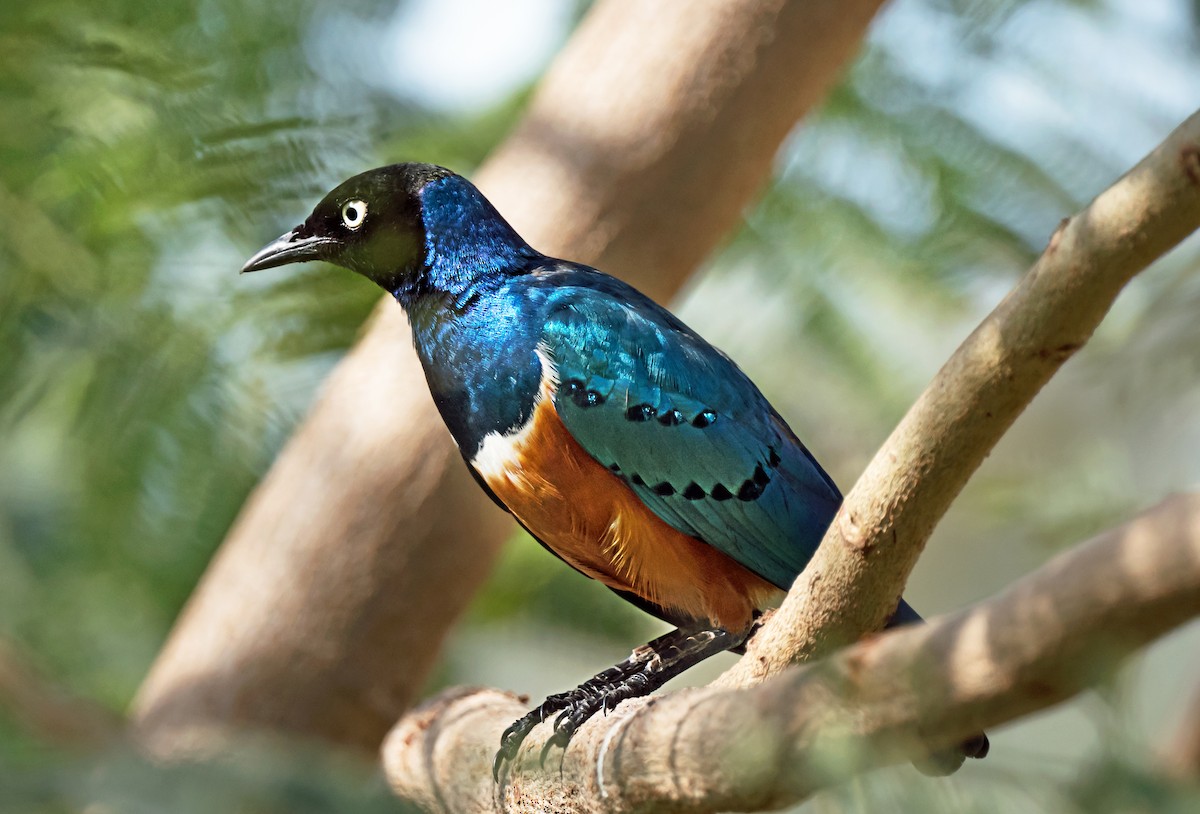 Superb Starling - ML650744327