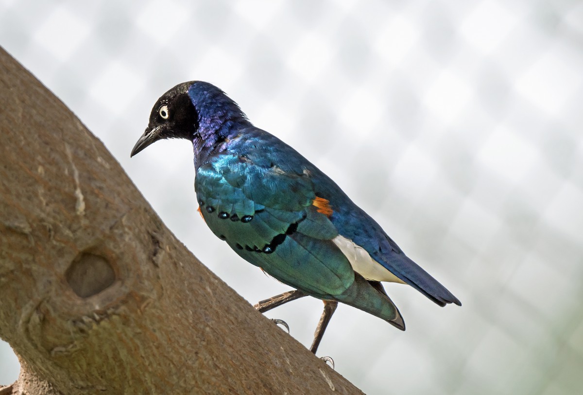 Superb Starling - ML650744341
