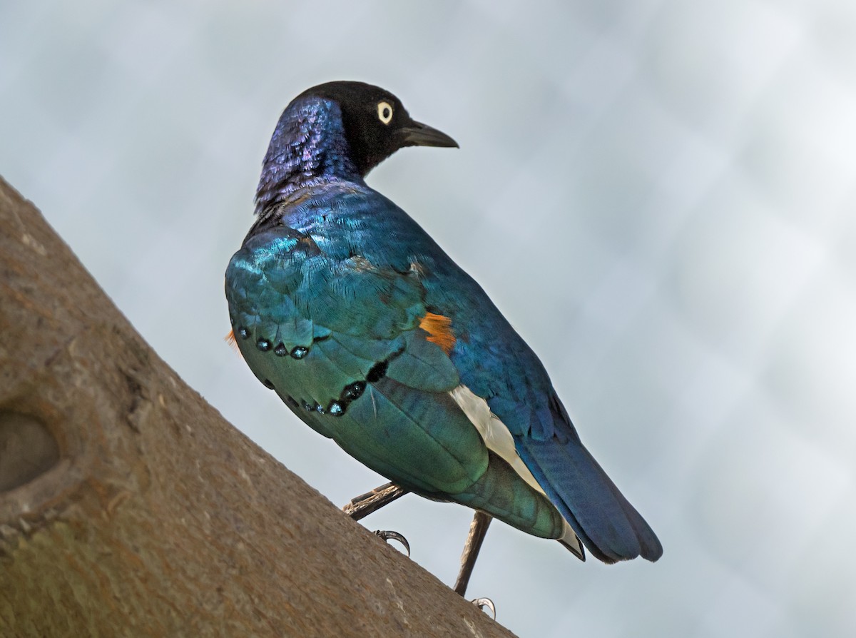 Superb Starling - ML650744342