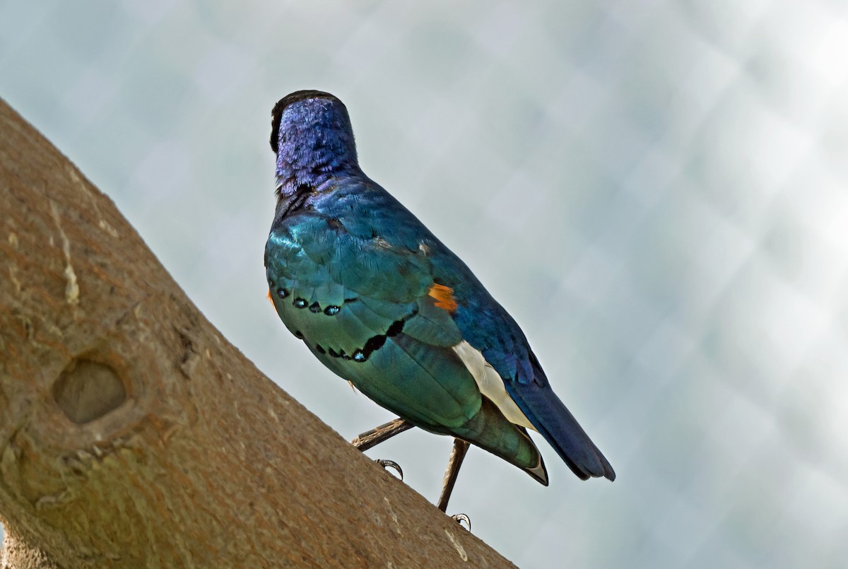 Superb Starling - ML650744343