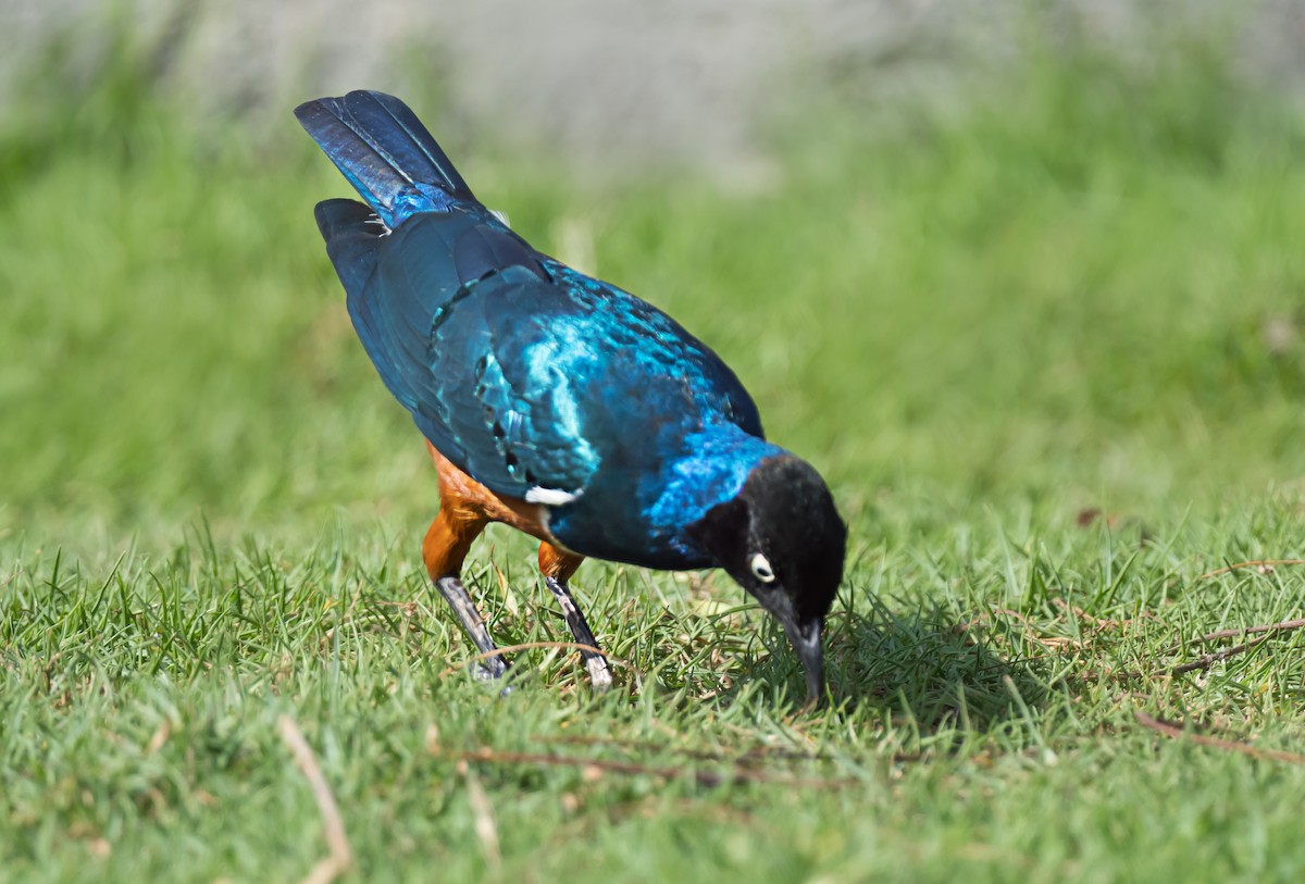 Superb Starling - ML650744344