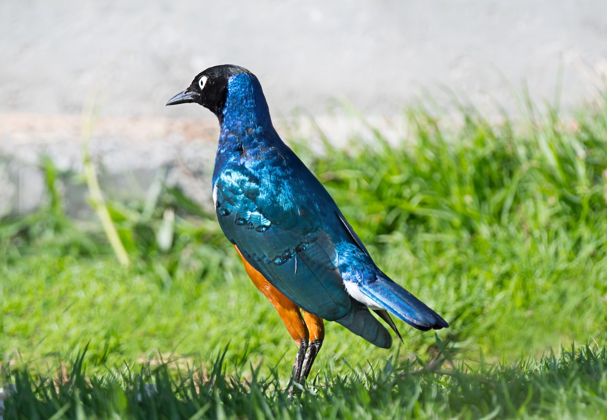 Superb Starling - ML650744345