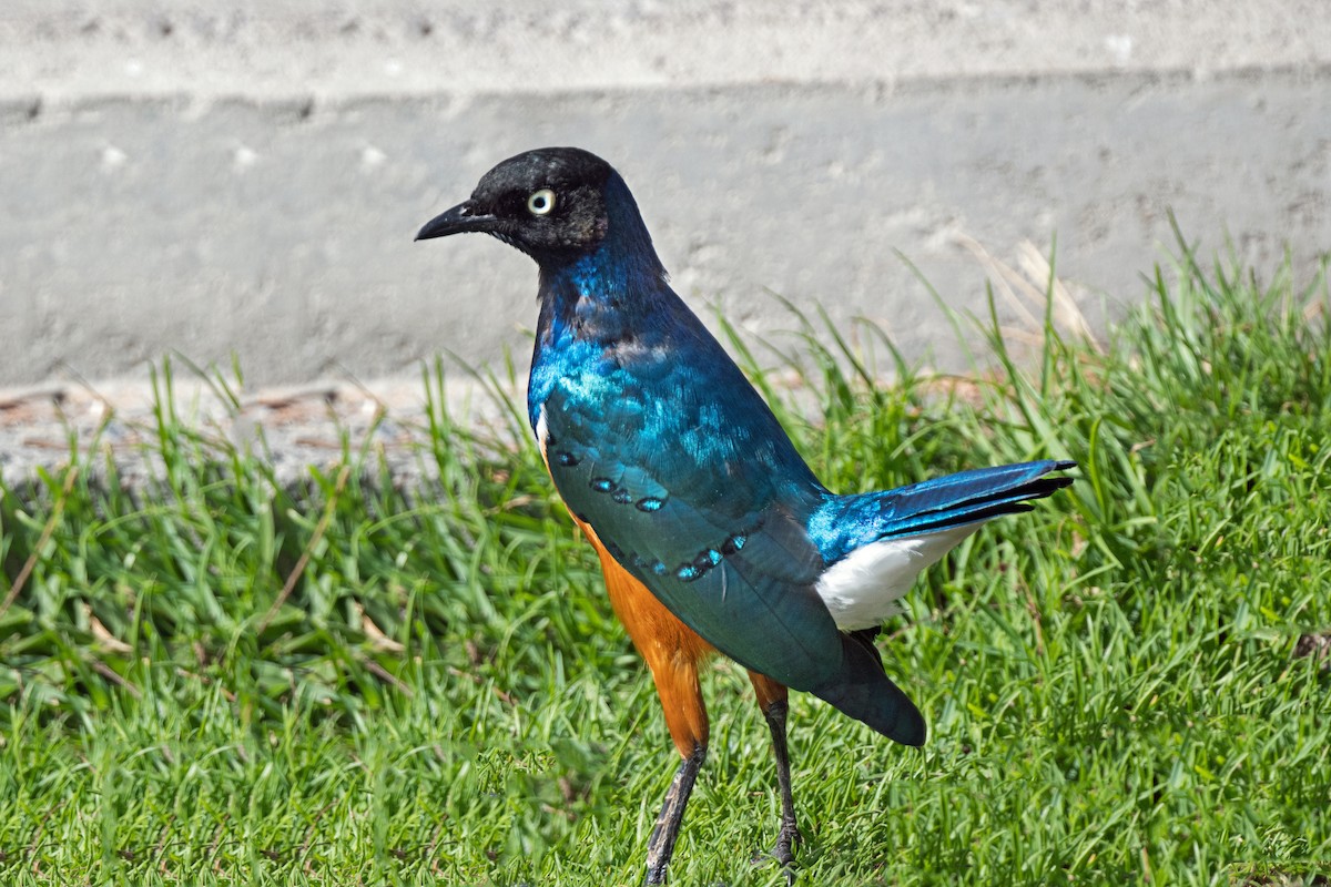 Superb Starling - ML650744346
