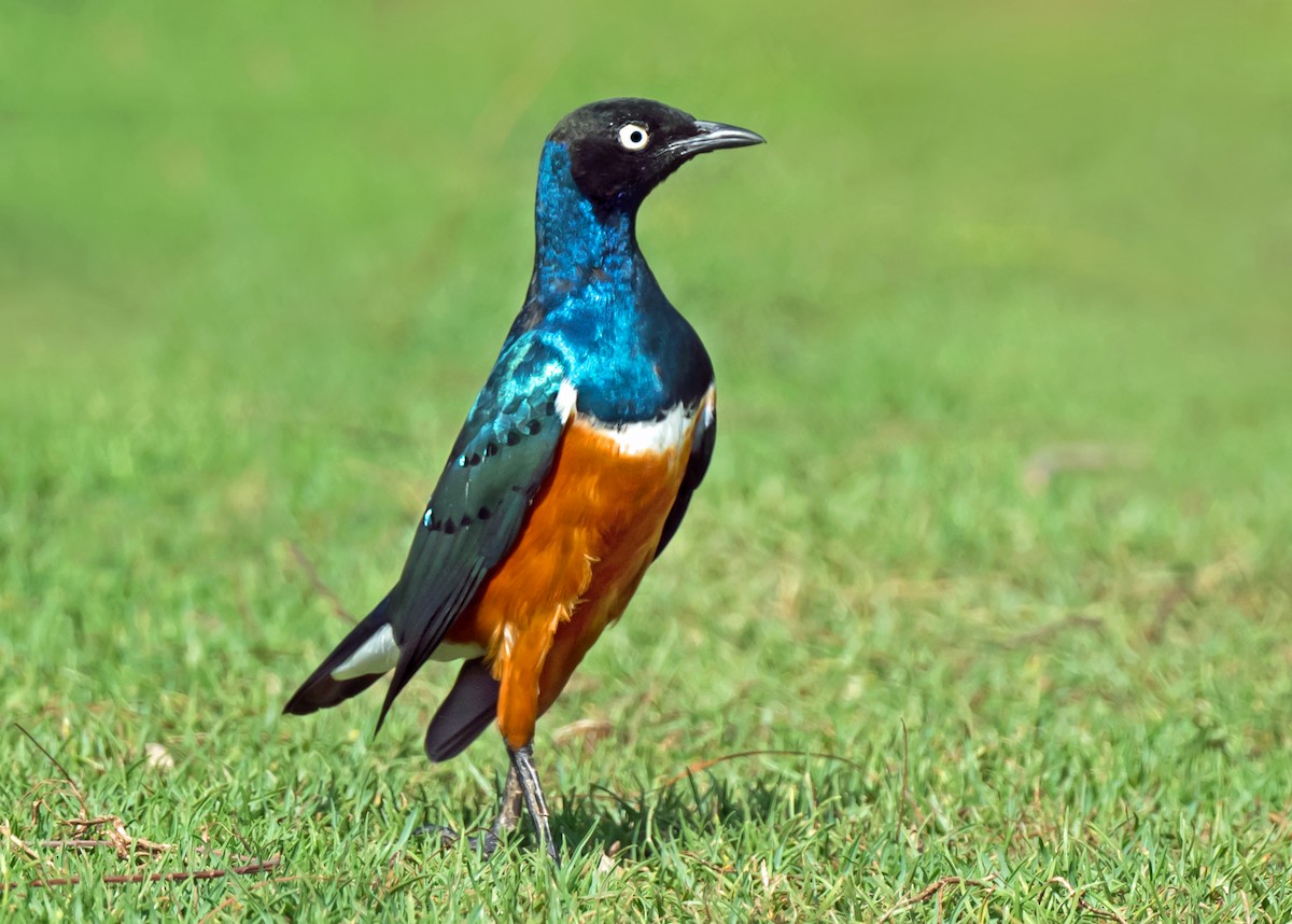 Superb Starling - ML650744362
