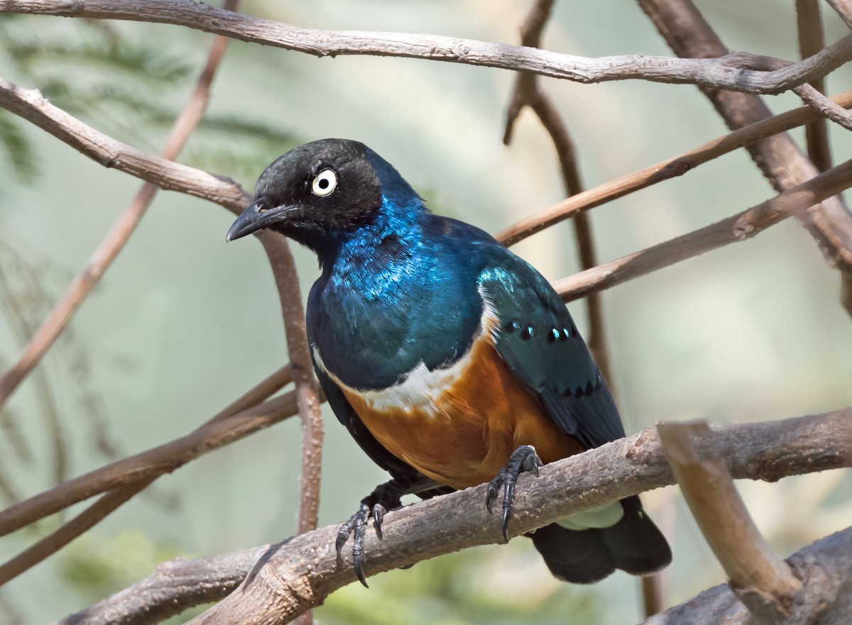 Superb Starling - ML650744363