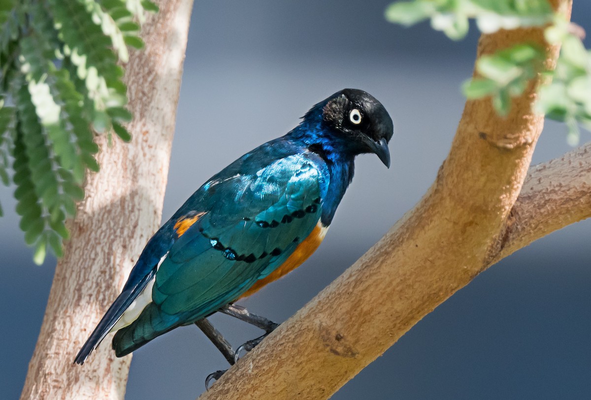 Superb Starling - ML650744364