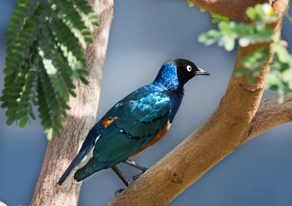 Superb Starling - ML650744365