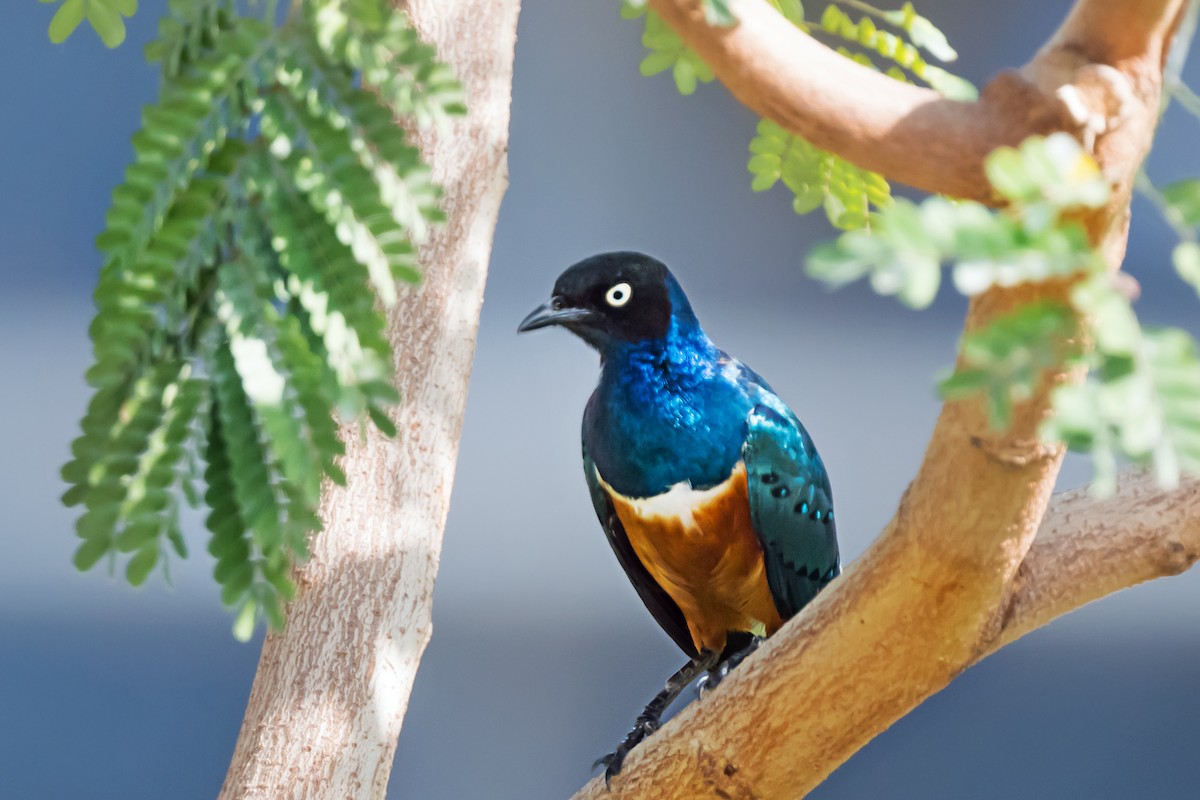 Superb Starling - ML650744366