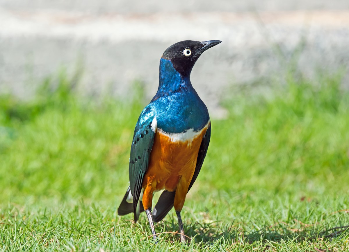 Superb Starling - ML650744367
