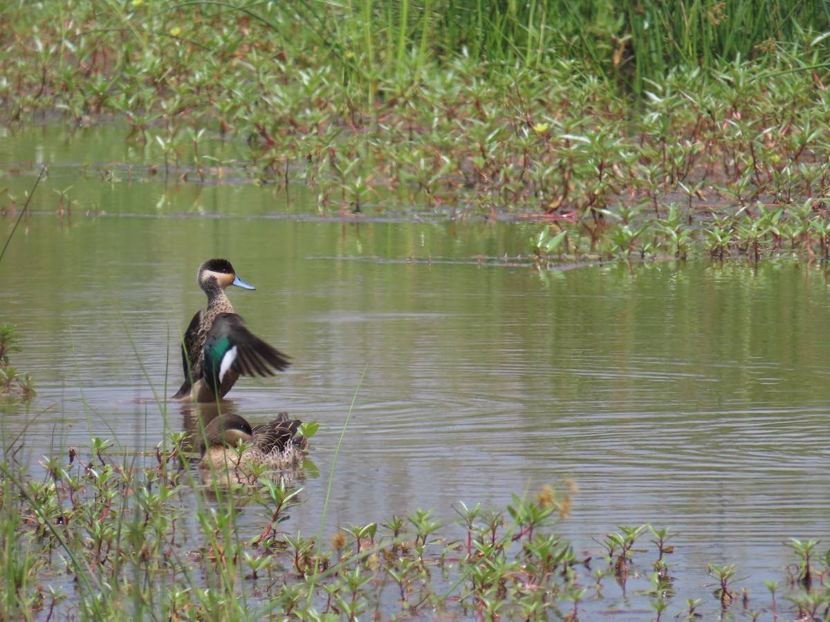 Blue-billed Teal - ML650744542