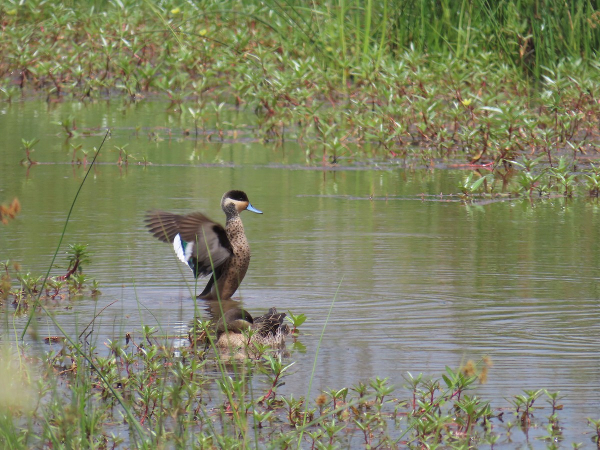 Blue-billed Teal - ML650744543