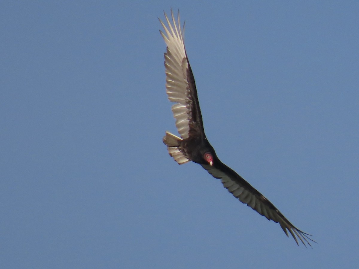 Urubu à tête rouge - ML650744730