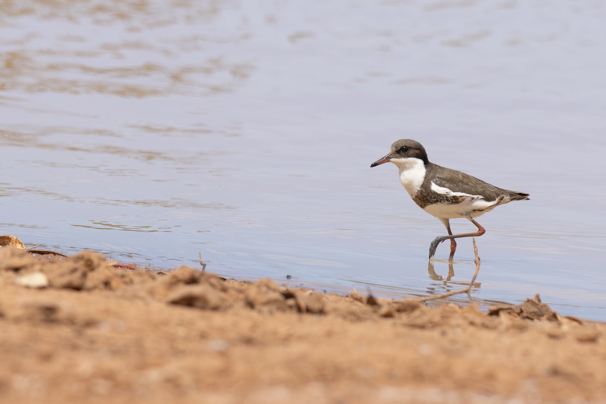 Red-kneed Dotterel - ML650744999