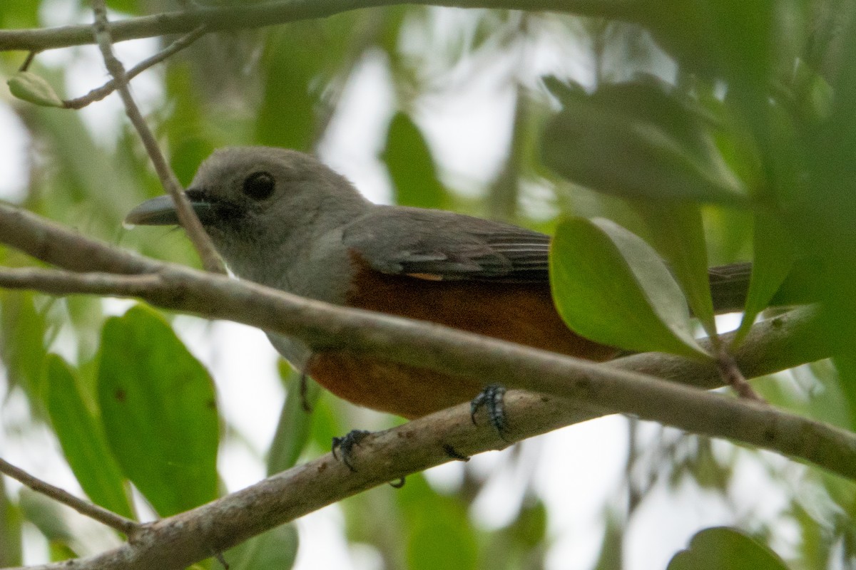 Island Monarch - ML650745083