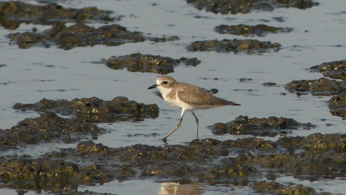 Tibet Cılıbıtı - ML650745234
