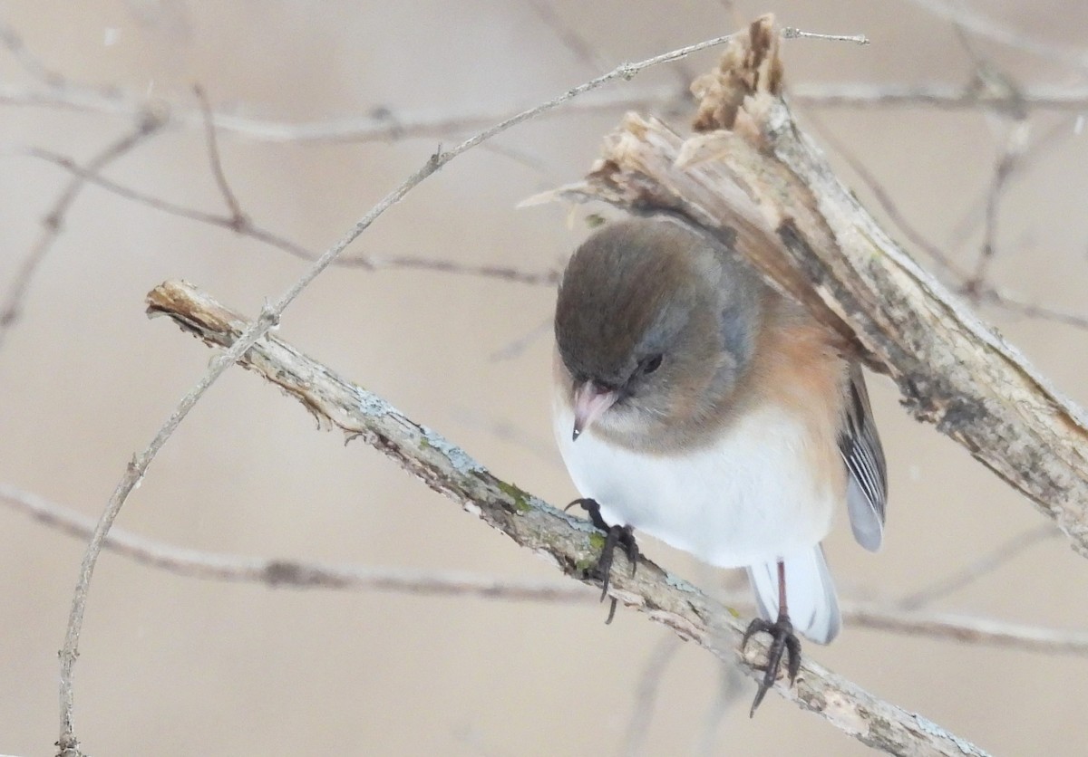 Dark-eyed Junco - ML650745265