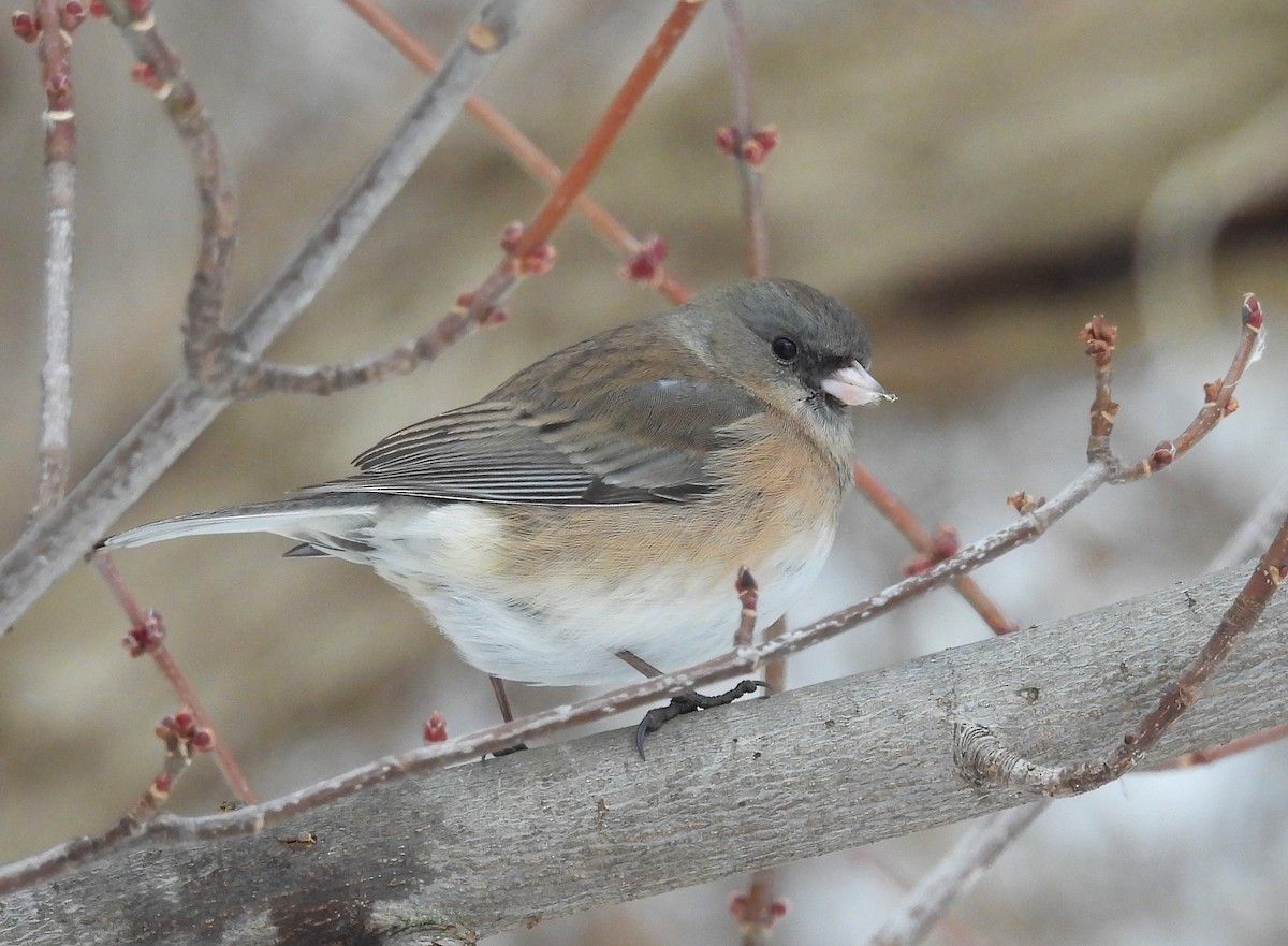 Dark-eyed Junco - ML650745266