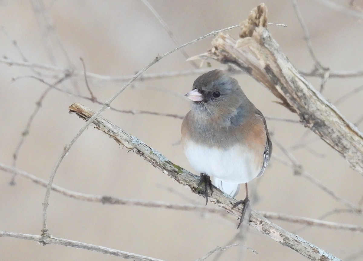 Dark-eyed Junco - ML650745267