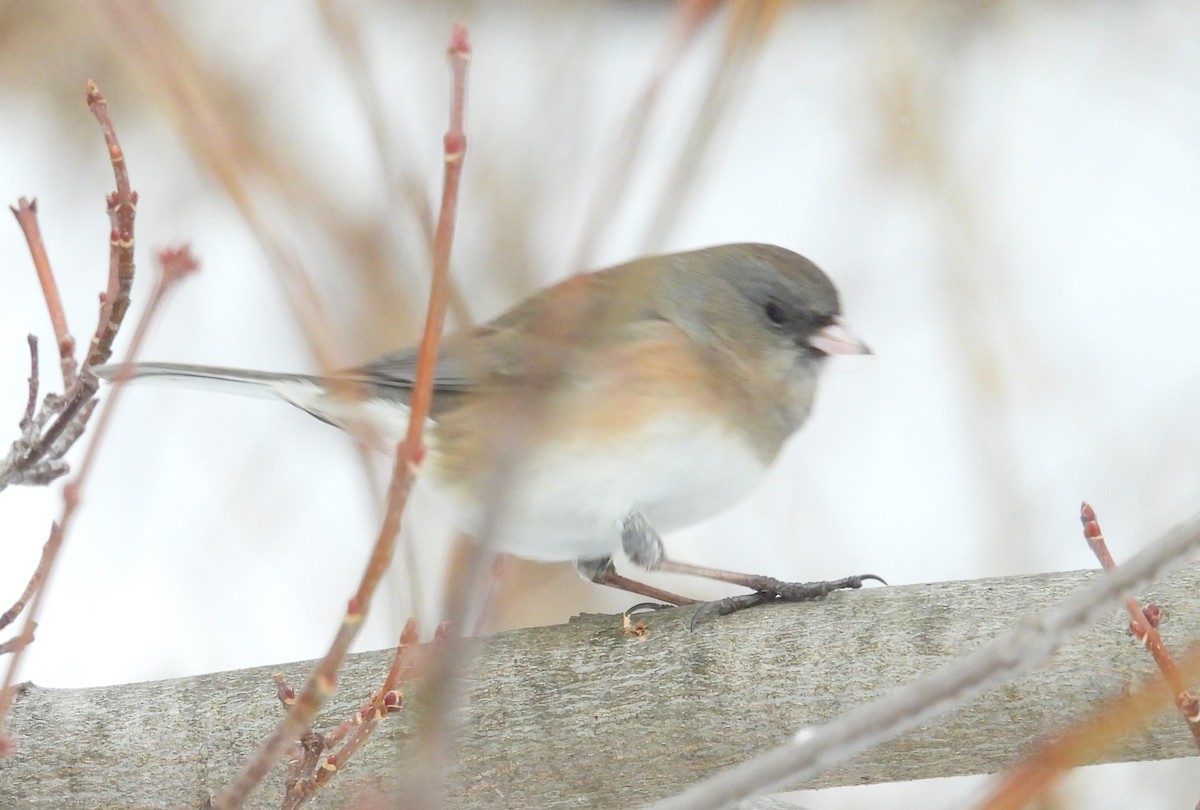 Dark-eyed Junco - ML650745268
