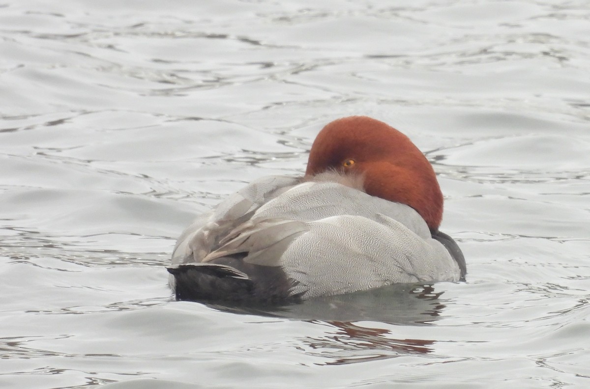 Redhead - ML650745344