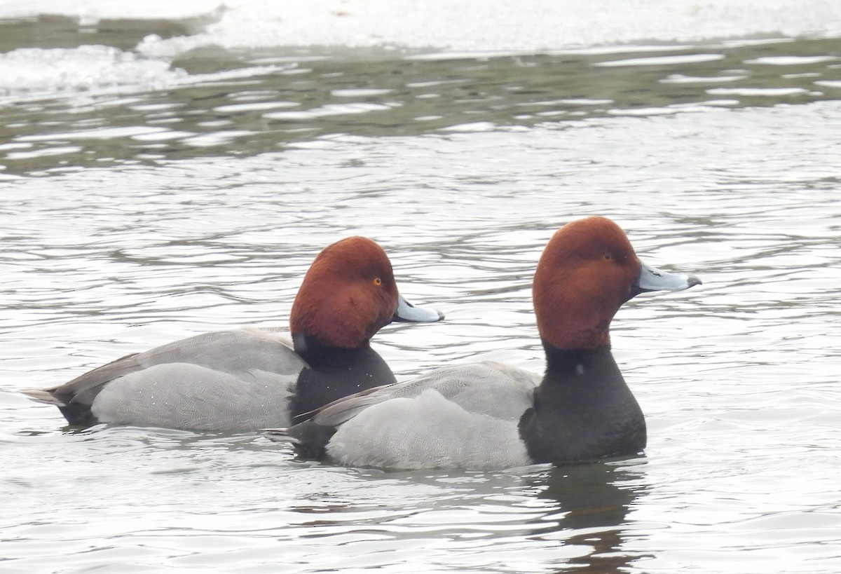 Redhead - ML650745345